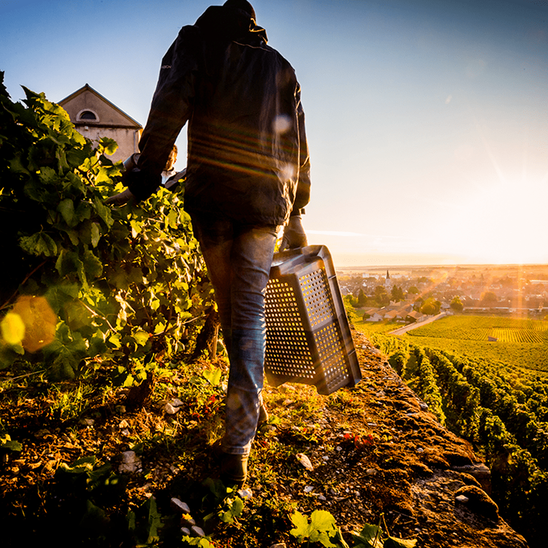 ¿Es Domaine Albert Bichot una bodega sostenible?